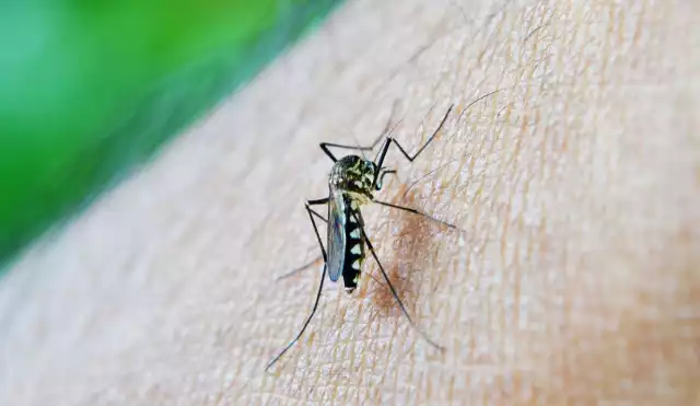 Tras años críticos, la fumigación y prevención reducen el impacto de la enfermedad en la región