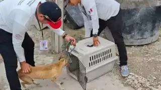 Empleados municipales informaron que existe un expediente abierto para determinar si hay irregularidades en la crianza de canes en una zona habitacional