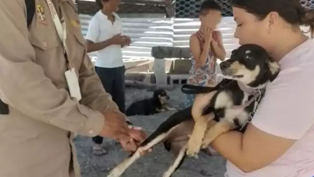 Secretaría de Salud anuncia jornada intensiva de vacunación antirrábica en Campeche