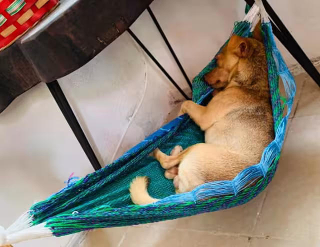 De acuerdo con un estudio los perros sin raza definida son los favoritos de la población mexicana