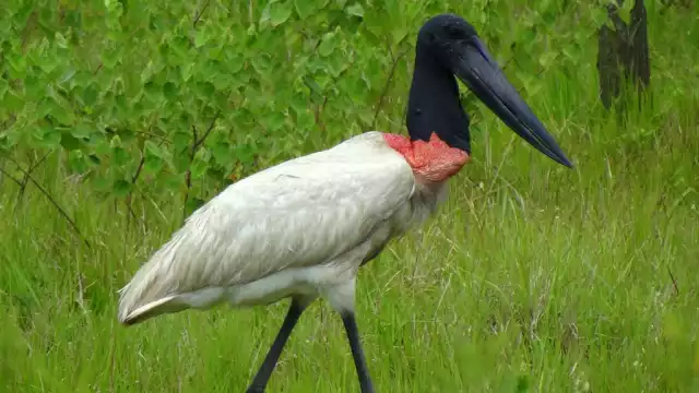 La especie puede encontrarse desde el sur de México hasta Argentina