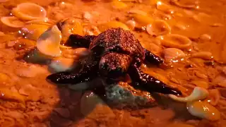 Liberan a las primeras crías de  tortuga en la costa  de Progreso