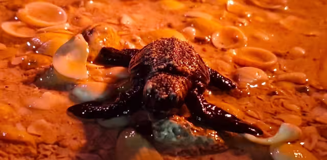 En un emotivo evento, 200 quelonios neonatos son llevados al mar para que continúen su camino