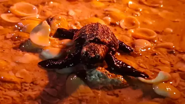 En un emotivo evento, 200 quelonios neonatos son llevados al mar para que continúen su camino