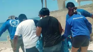 La temporada de anidación y desove se encuentra en marcha