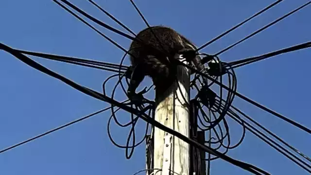 Piden no reubicar a los mapaches, sino respetar su hábitat natural.