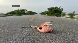 Las autoridades exhortan a la población a reportar casos en donde fauna silvestre sea lastimada
