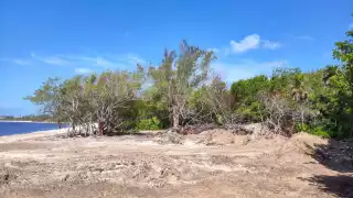 Señalan a ZOFEMAT  por presuntos daños a  mangles durante limpieza de sargazo en Playa del Carmen  
