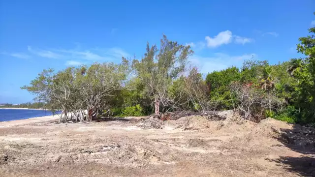 Debido a un mal manejo de la maquinaria,  no solamente rompieron las ramas, sino las raíces