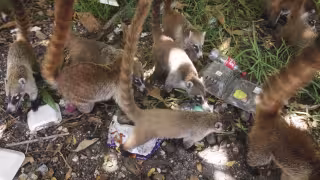 Fauna silvestre afectada por deterioro de manglares en Cancún