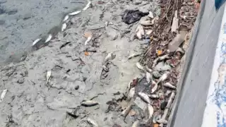 Contaminación en Sabancuy: pescadores tiran peces muertos y causan malos olores en el malecón