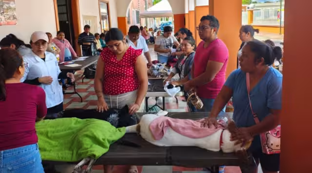 Realizan jornadas de esterilización para fortalecer la salud pública en Yucatán