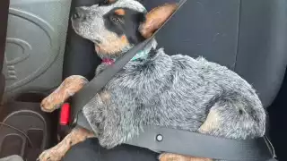 El acusado fue puesto en libertad tras una orden judicial