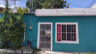 Maltrato animal puede derivar en cárcel y multas en Campeche