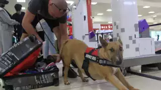 Ruby fue entrenada para detectar con el olfato los cambios en el organismo de su propietario quien sufre diabetes