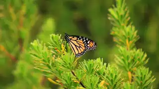 Activistas destacaron que la falta de información, así como el uso indiscriminado de pesticidas, amenazan este hallazgo de importancia internacional. (