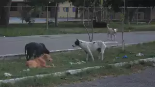 Expertos recomiendan mantener hidratadas a las mascotas