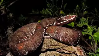 Se registra nuevo avistamiento de una serpiente huolpoch cerca de las casas en Yucatán  