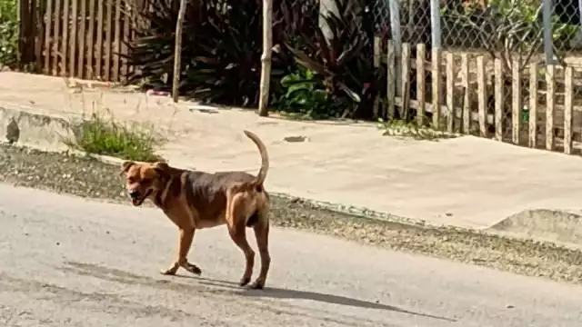 Reportan presencia de perros agresivos