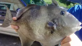 La cochina de mar puede prepararse a manera de un salpicón o tsi'ik