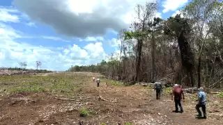 Mediante operativos en el municipio y José María Morelos, se detectaron mil 463 hectáreas de desmonte