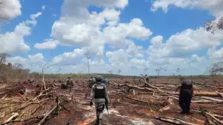 Según los ejidatarios, los menonitas han provocado una gran deforestación.