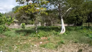 Conflicto agrario: mil 200 hectáreas en disputa en Campeche