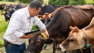 Exportación de ganado a Estados Unidos vuelve a generar expectativas entre productores de Yucatán