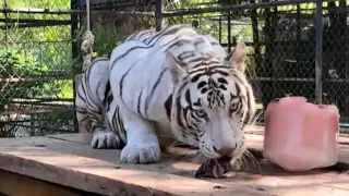 Felinario del zoológico Animaya de Mérida recibe a nueva habitante: una tigresa blanca