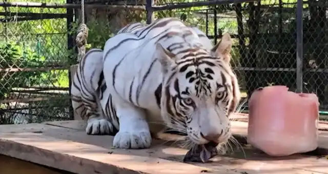 Tigresa blanca deja el Centenario para iniciar nueva etapa en el felinario Balam Balam