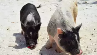 Los cerditos residentes atraen a los turistas y reciben cuidados especiales para no estresarse