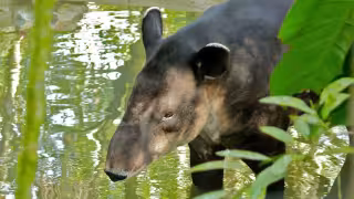 Tapir, por esta razón es considerado el arquitecto de las selvas, ¿Aún existe en Yucatán?   