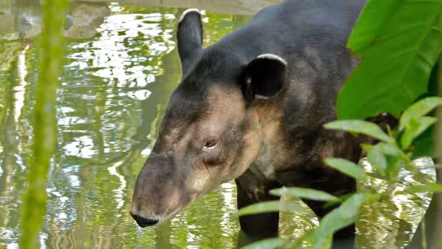 El tapir es considerado el arquitecto de las selvas