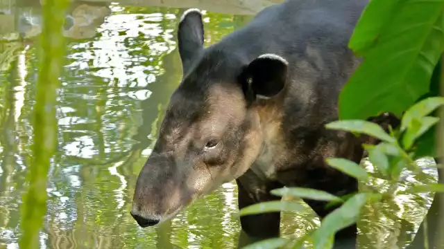 El tapir es considerado el arquitecto de las selvas