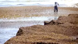 Quintana Roo enfrenta en los últimos días un arribo masivo de la planta acuática. (