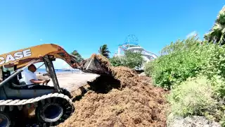 En Cancún recurrieron a las retroexcavadoras, ante el abundante arribo de alga marina.