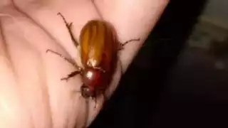 Aparecen sobre todo en  las noches, cerca de la luz, en casas de Sinanché