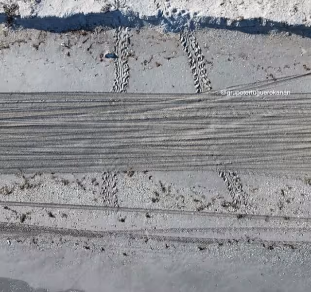 Activistas denuncian ingreso de vehículos a playas protegidas en Isla del Carmen.