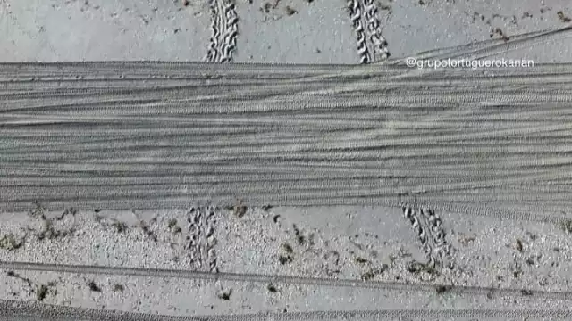 Activistas denuncian ingreso de vehículos a playas protegidas en Isla del Carmen.