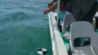 Descartan la presencia de marea roja en la costa de Yucatán