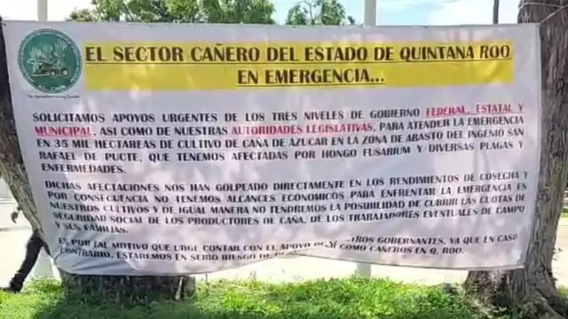 La siembra de caña se considera de carácter privado