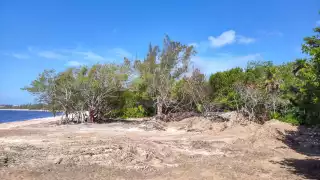 Debido a un mal manejo de la maquinaria,  no solamente rompieron las ramas, sino las raíces