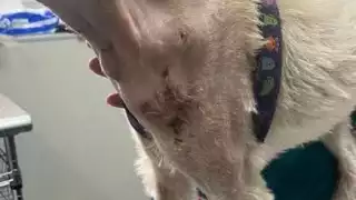 Detectan casos de gusano barrenador en mascotas de Campeche