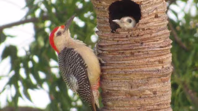 Ambos padres son encargados de resguardar el nido