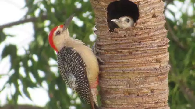 Ambos padres son encargados de resguardar el nido