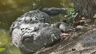 Enormes cocodrilos atemorizan a vecinos de Progreso