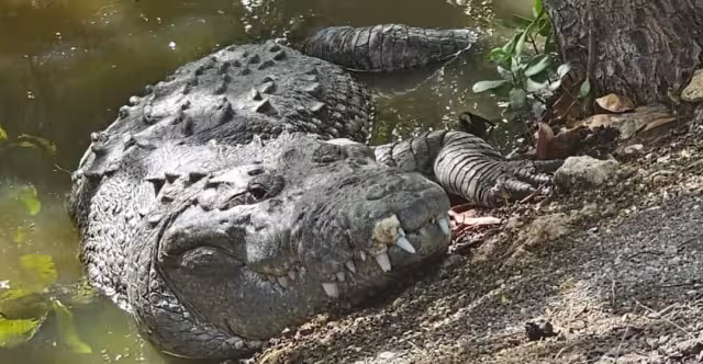 Habitantes de la colonia Ciénega 2000 han estado reportando la aparición de grandes lagartos