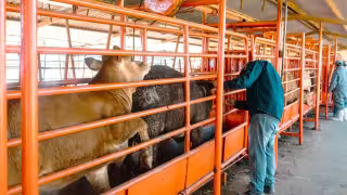 Campeche sin tuberculosis bovina