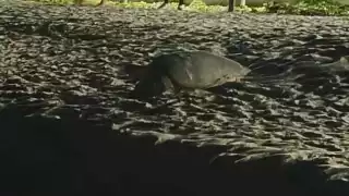 Invasión en su hábitat provoca que las tortugas no cumplan su ciclo de reproducción en Ciudad del Carmen