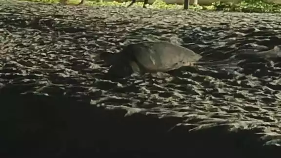La tortuga Carey intentó desovar en cuatro ocasiones y fue imposible. La tortuga Carey intentó desovar en cuatro ocasiones y fue imposible.